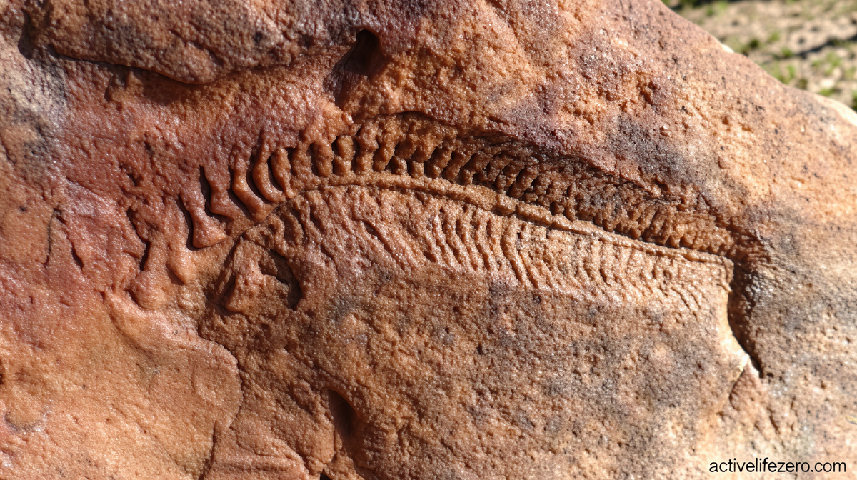 Fossils reveal the earliest animal with a head was also the oldest known ‘righty’