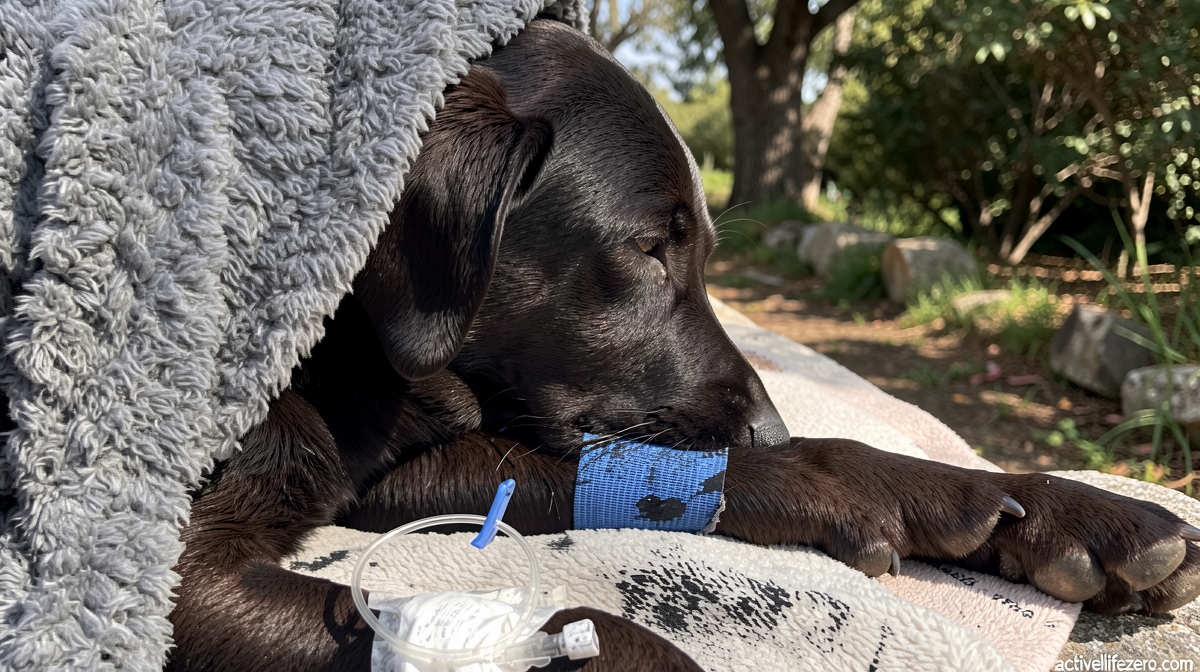 Labrador rescued from UK’s highest mountain after suspected cannabis consumption