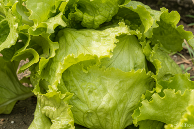 Is it safe to eat lettuce yet? What to know as cyclosporiasis outbreak lingers