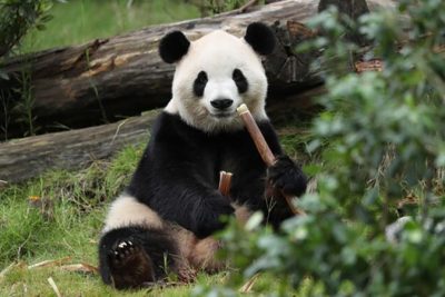 2 giant pandas arrive at Atlanta airport bound for Zoo Atlanta in a rare loan from China