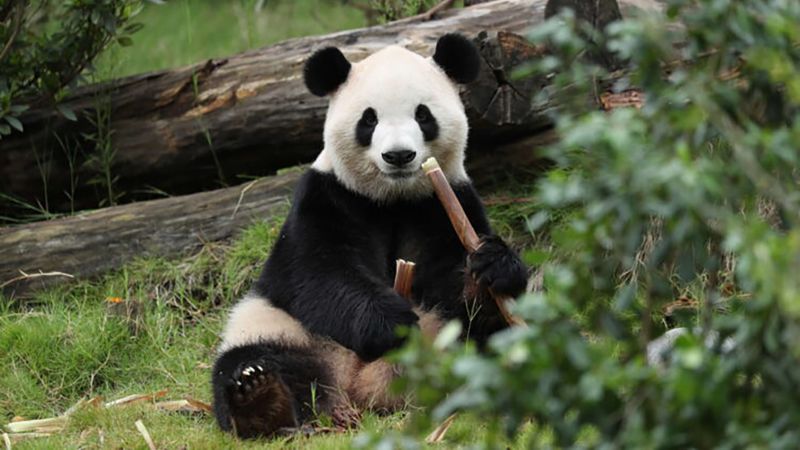 2 giant pandas arrive at Atlanta airport bound for Zoo Atlanta in a rare loan from China
